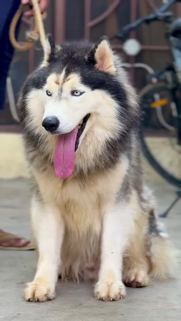 Siberian Husky Puppy | White Color, farm video
