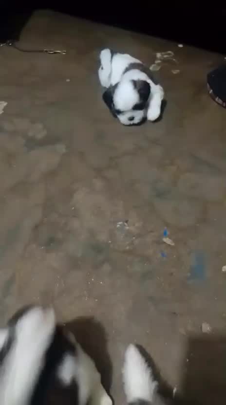 Shih Tzu | Black Color, farm video