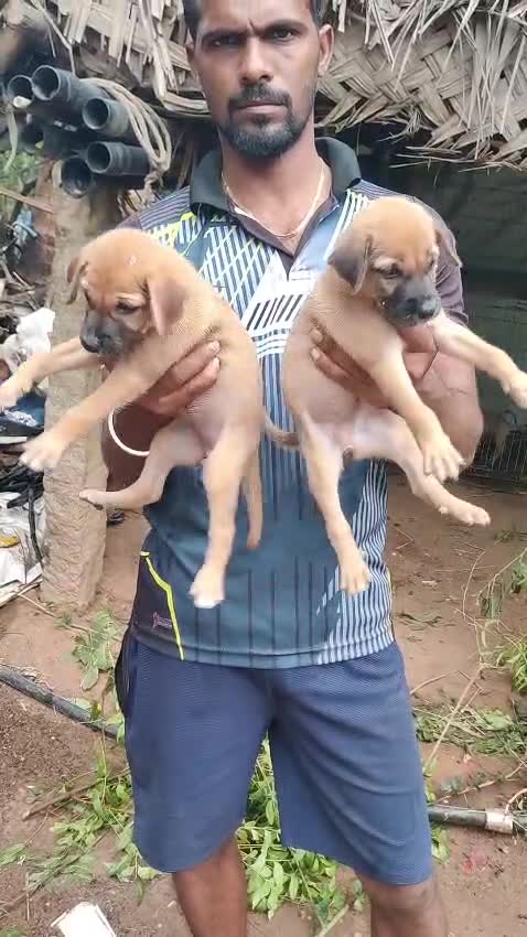 Kombai Puppy, farm video