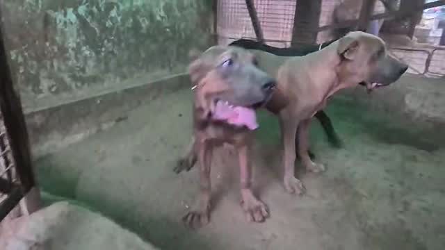 Cane Corso Puppy, farm video