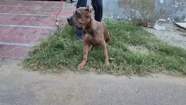 Cane Corso Puppy, farm video