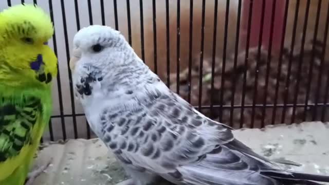 Budgies, farm video