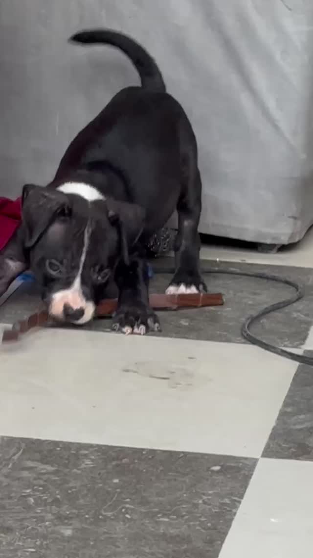 American Bully Pocket Size Puppy, farm video