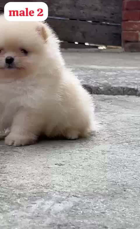 Orignal Toy Pom Puppy | Teacup Pom, farm video