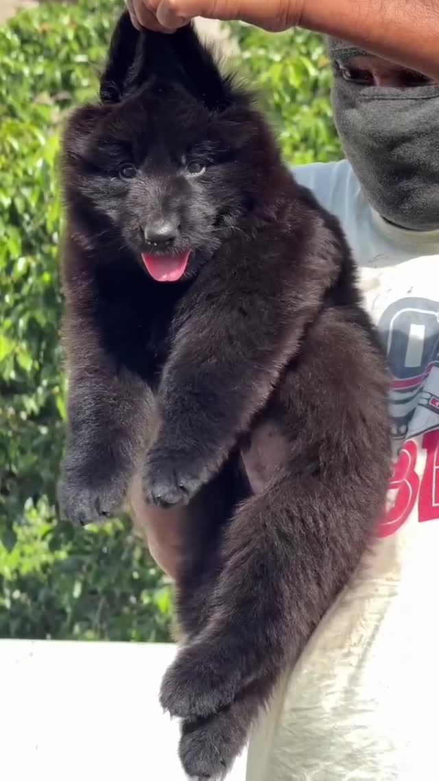 German Shepherd Puppy, farm video