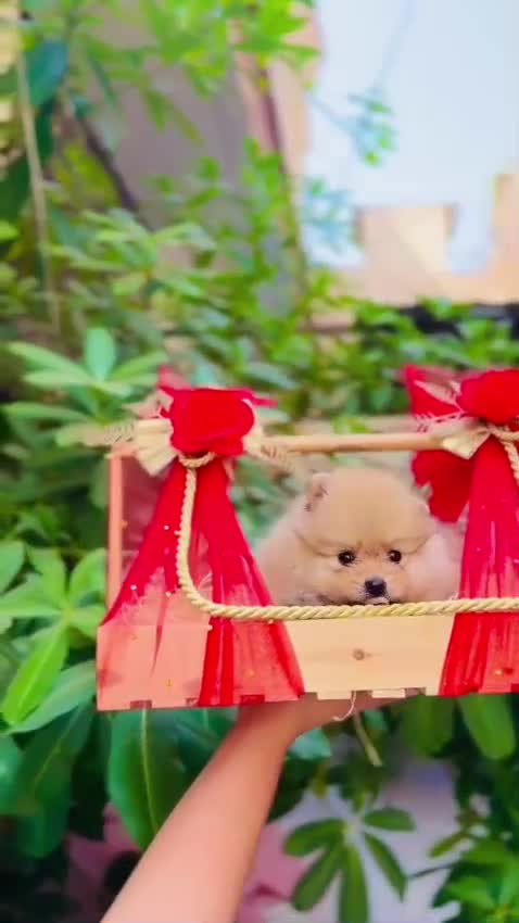 Orignal Toy Pom Puppy | Teacup Pom, farm video