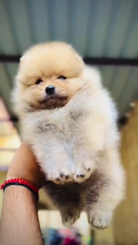Orignal Toy Pom Puppy | Teacup Pom, farm video
