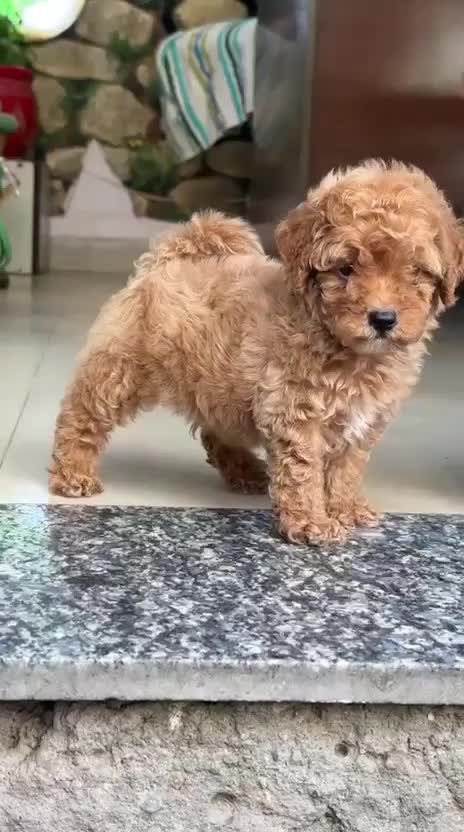 Toy Poodle Puppy, farm video