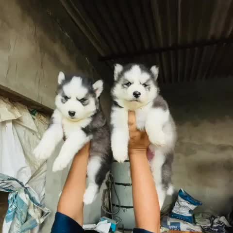 Siberian Husky Puppy | Copper & White Color, farm video