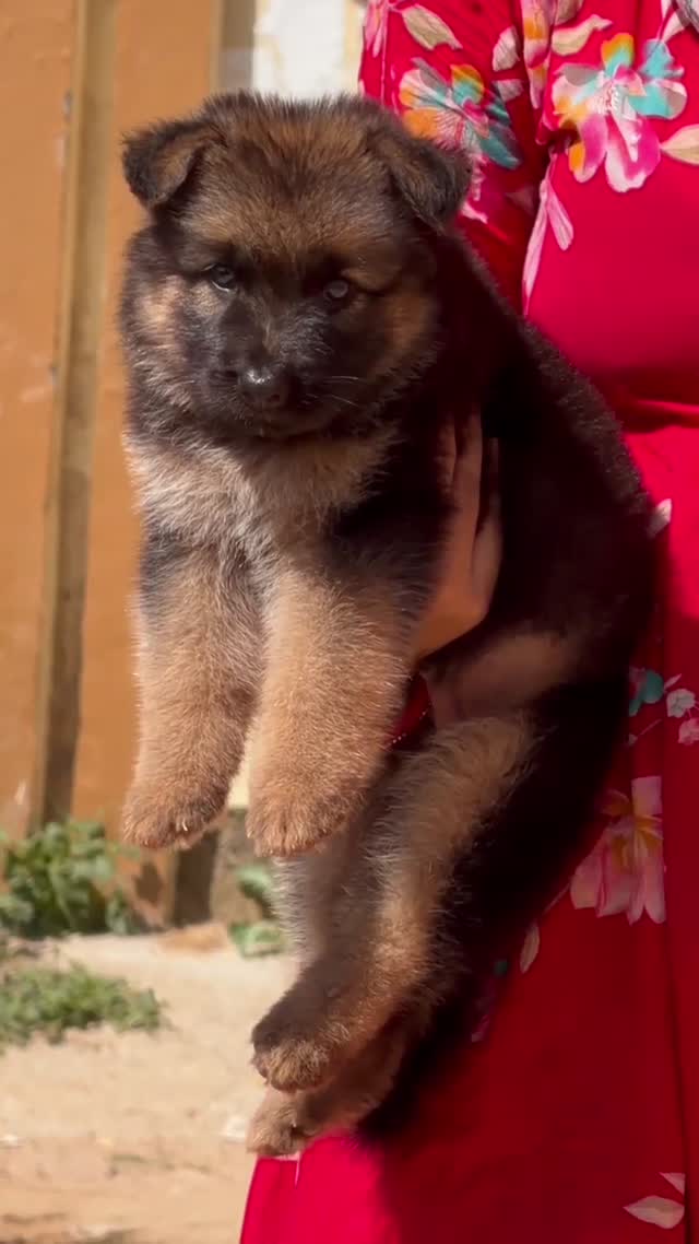 German Shepherd Puppy, farm video