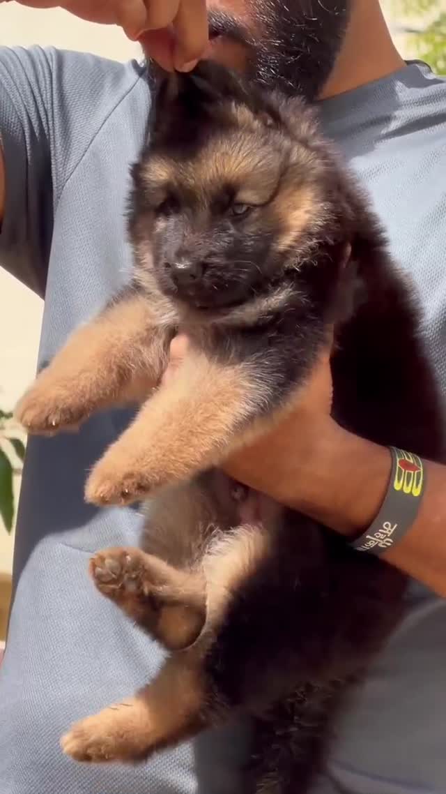 German Shepherd Puppy, farm video