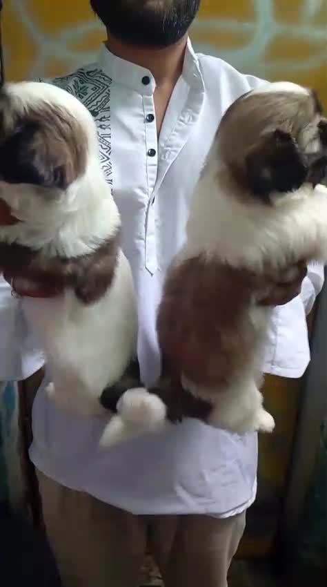 Shih Tzu | Black & White Color, farm video