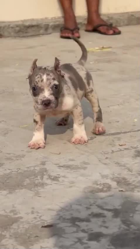 American Bully Standard Size Puppy, farm video