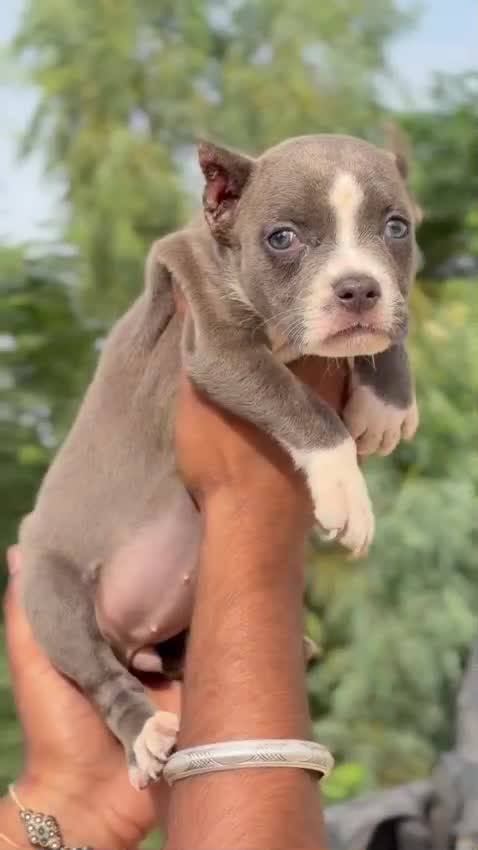 American Bully Standard Size Puppy, farm video