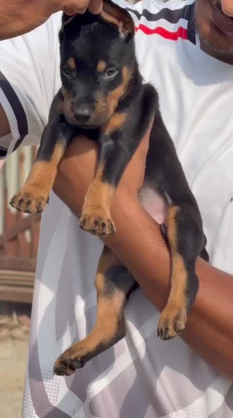 European Doberman Puppy, farm video