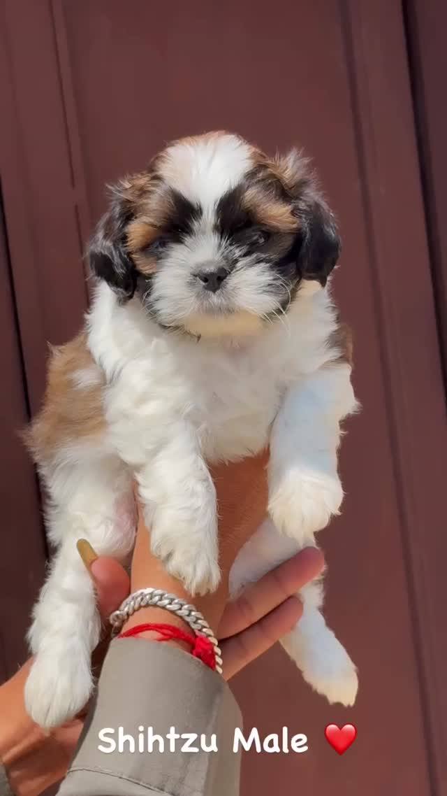 Shih Tzu | Black & White Color, farm video