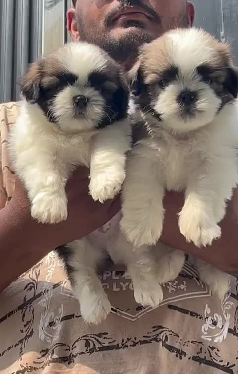 Shih Tzu | Black & White Color, farm video