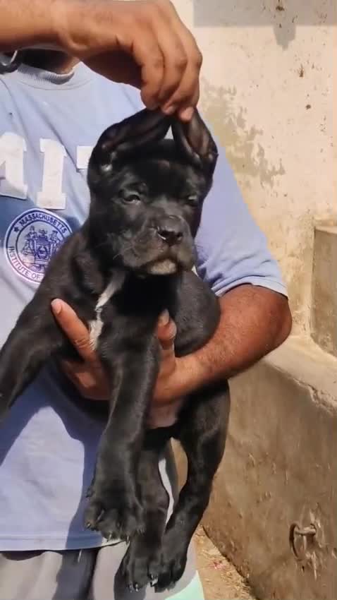 Cane Corso Puppy, farm video