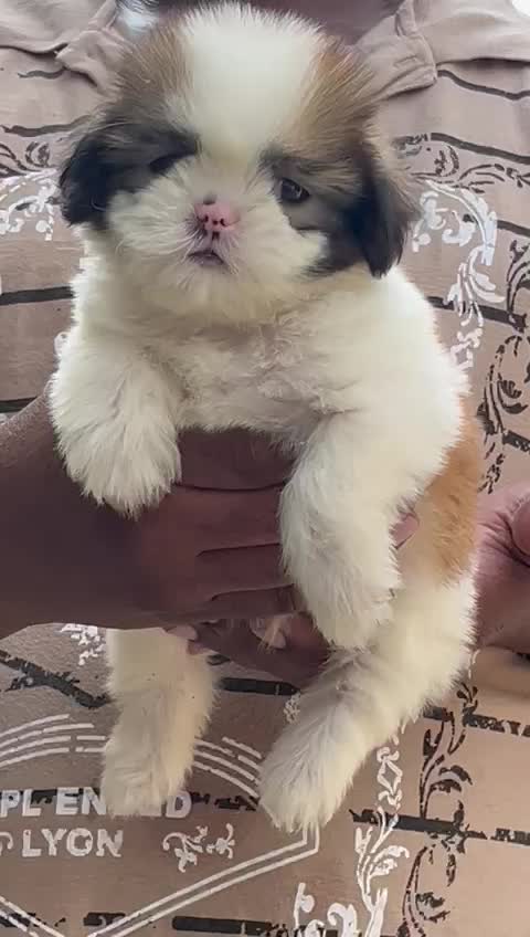 Shih Tzu | Black & White Color, farm video