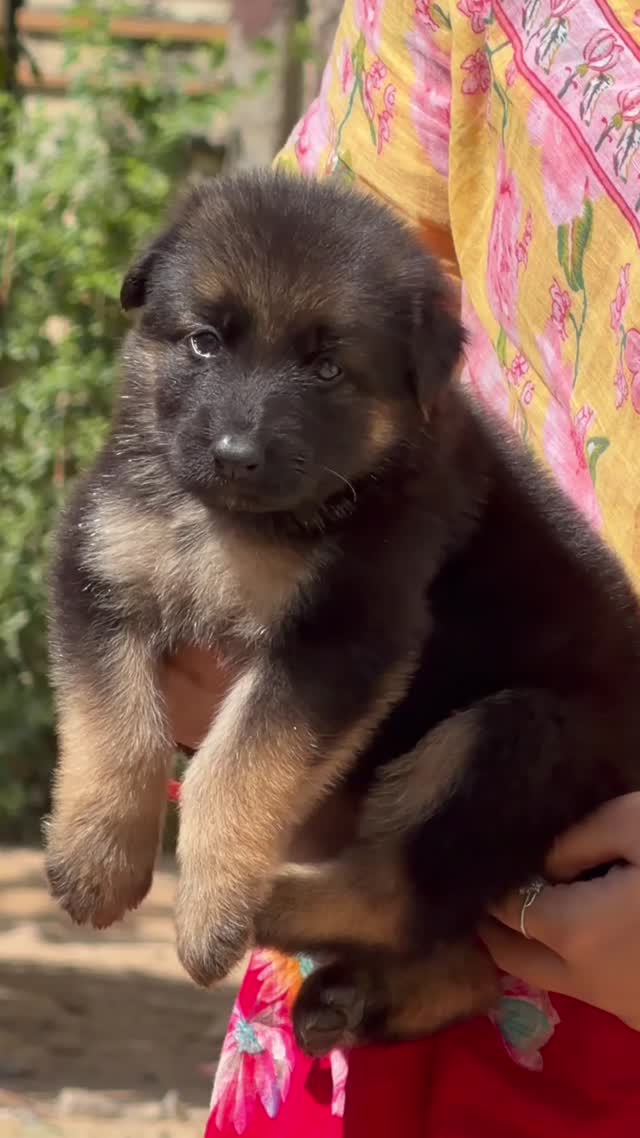 German Shepherd Puppy, farm video