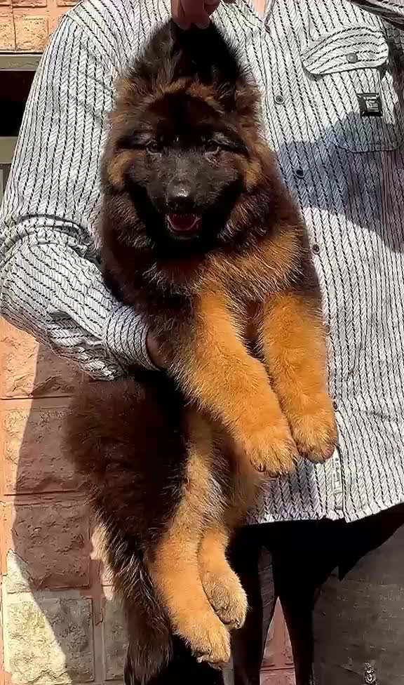 German Shepherd Puppy, farm video