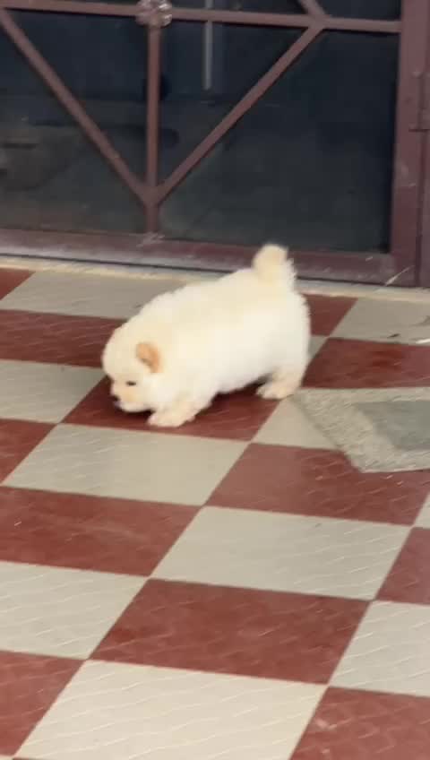 Chow Chow Puppies, farm video