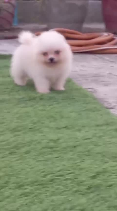 Orignal Toy Pom Puppy | Teacup Pom, farm video