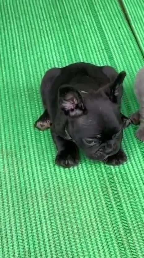 French Bulldog Puppy | White, farm video