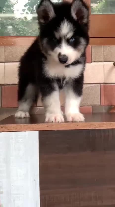 Siberian Husky Puppy | Copper & White Color, farm video
