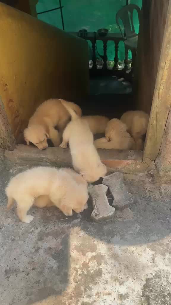 Golden Retriever, farm video