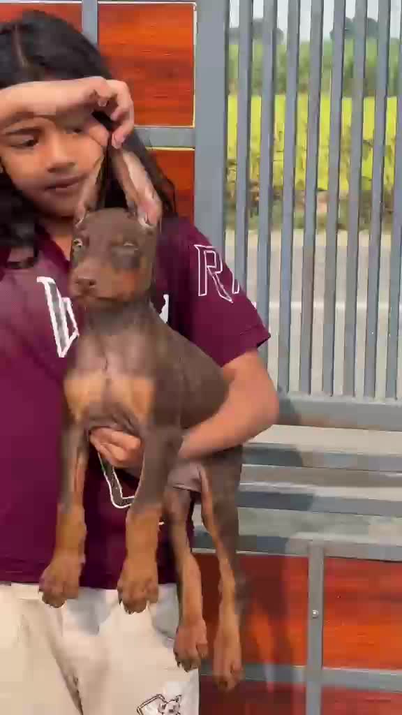 European Doberman Puppy, farm video