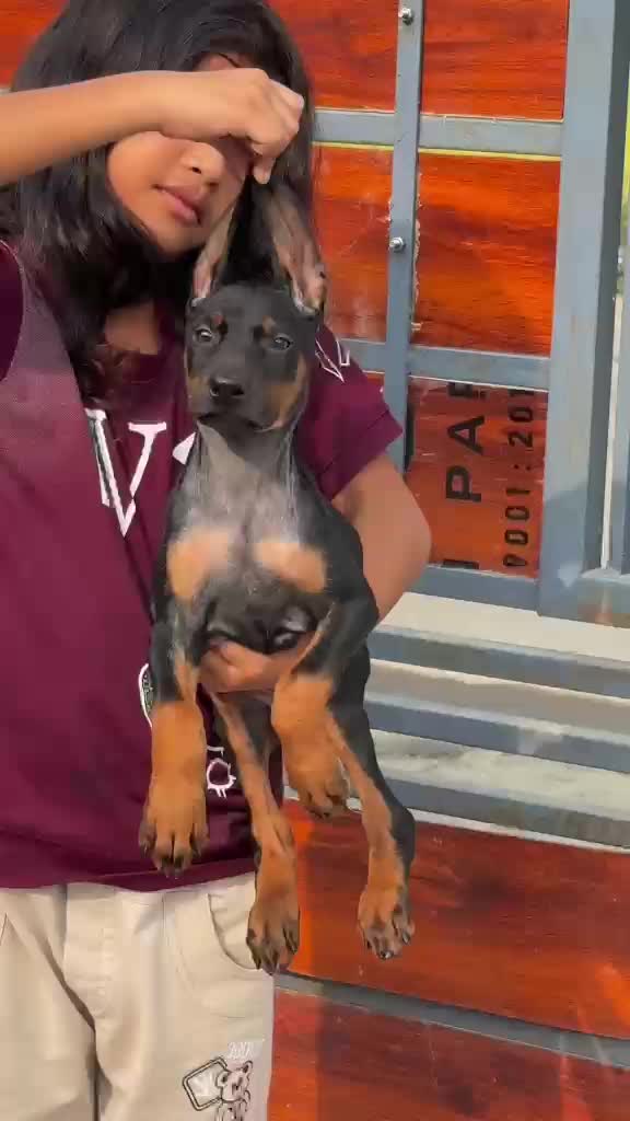 European Doberman Puppy, farm video