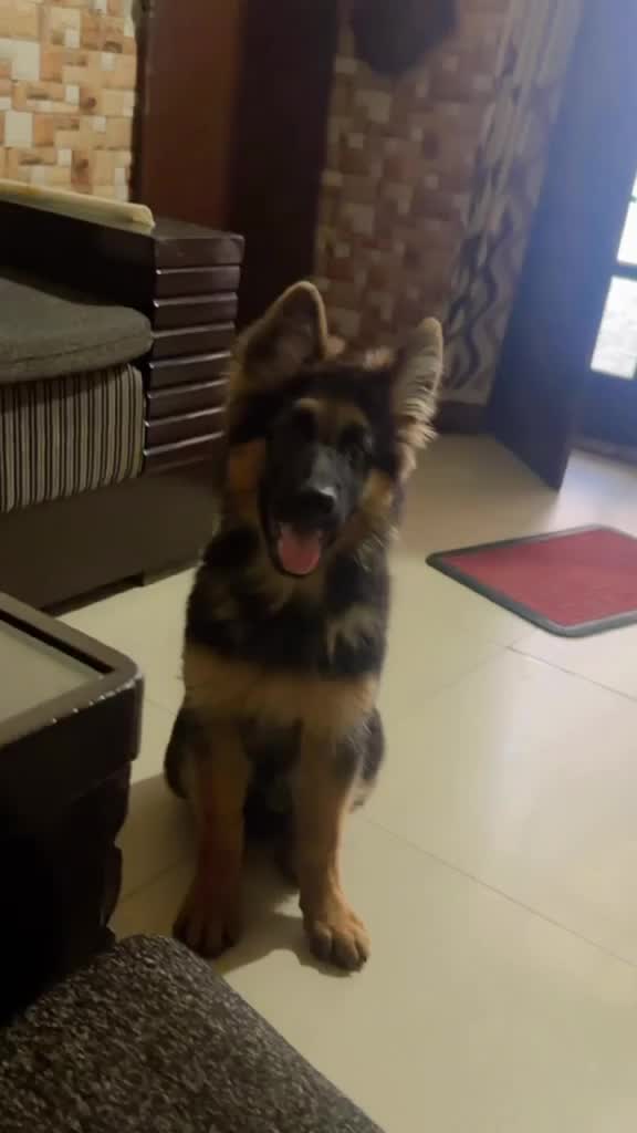 German Shepherd Puppy, farm video