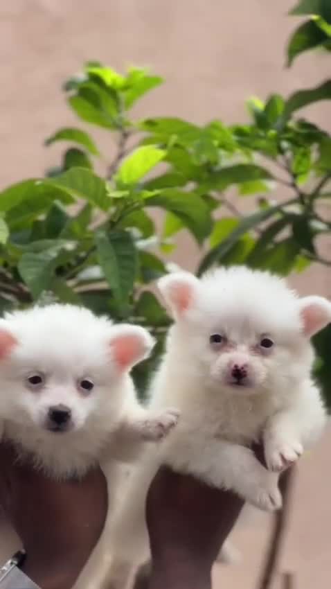 Pomeranian Puppy, farm video