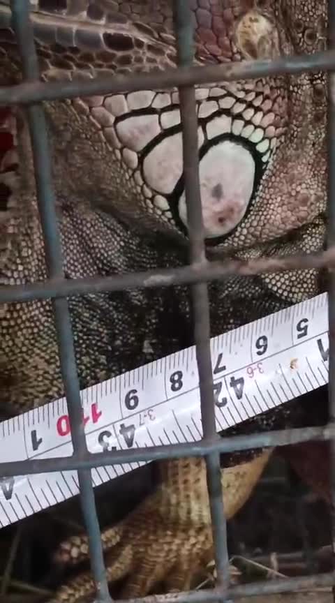Iguana, farm video