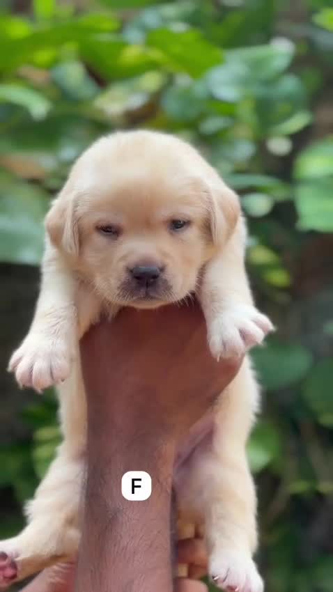 Beagle Black & Tan Puppy, farm video