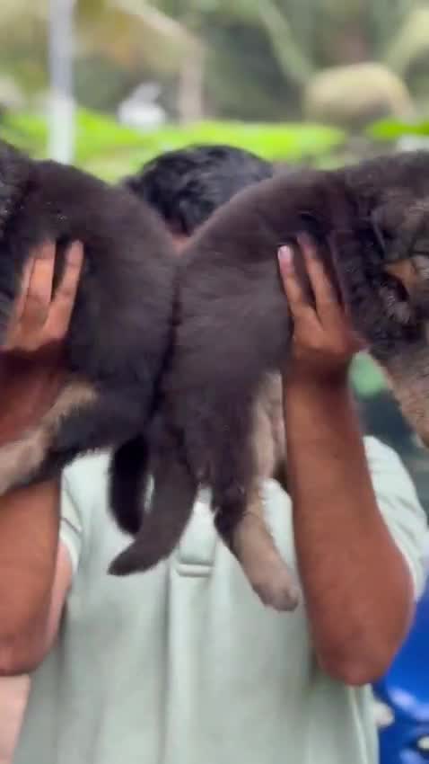 German Shepherd Puppy, farm video