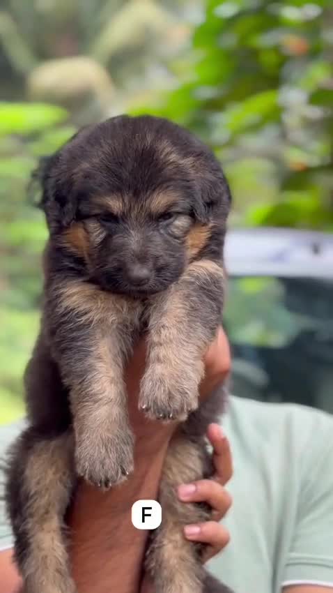German Shepherd Puppy, farm video