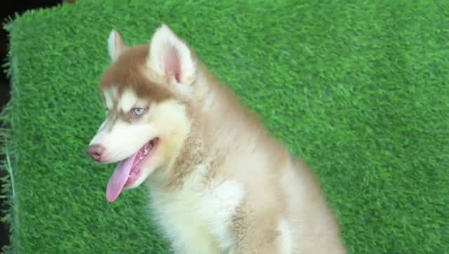 Siberian Husky Puppy | Copper & White Color, farm video