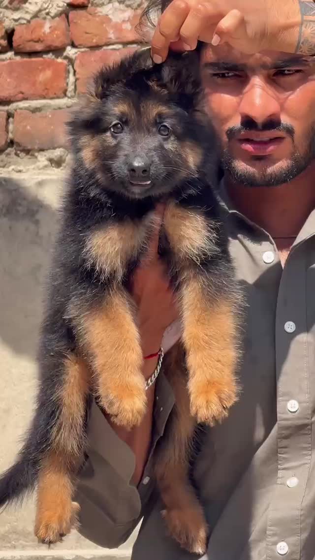 German Shepherd Puppy, farm video