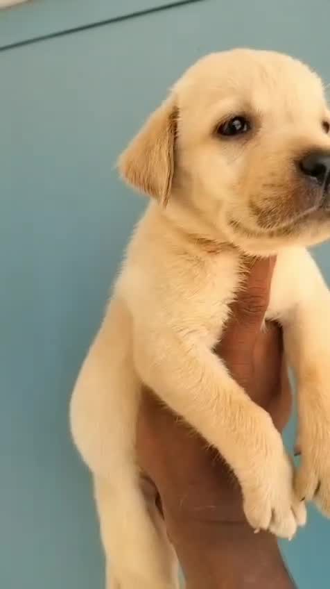 Beagle Black & Tan Puppy, farm video