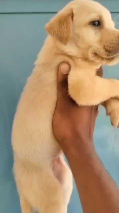 Beagle Black & Tan Puppy, farm video