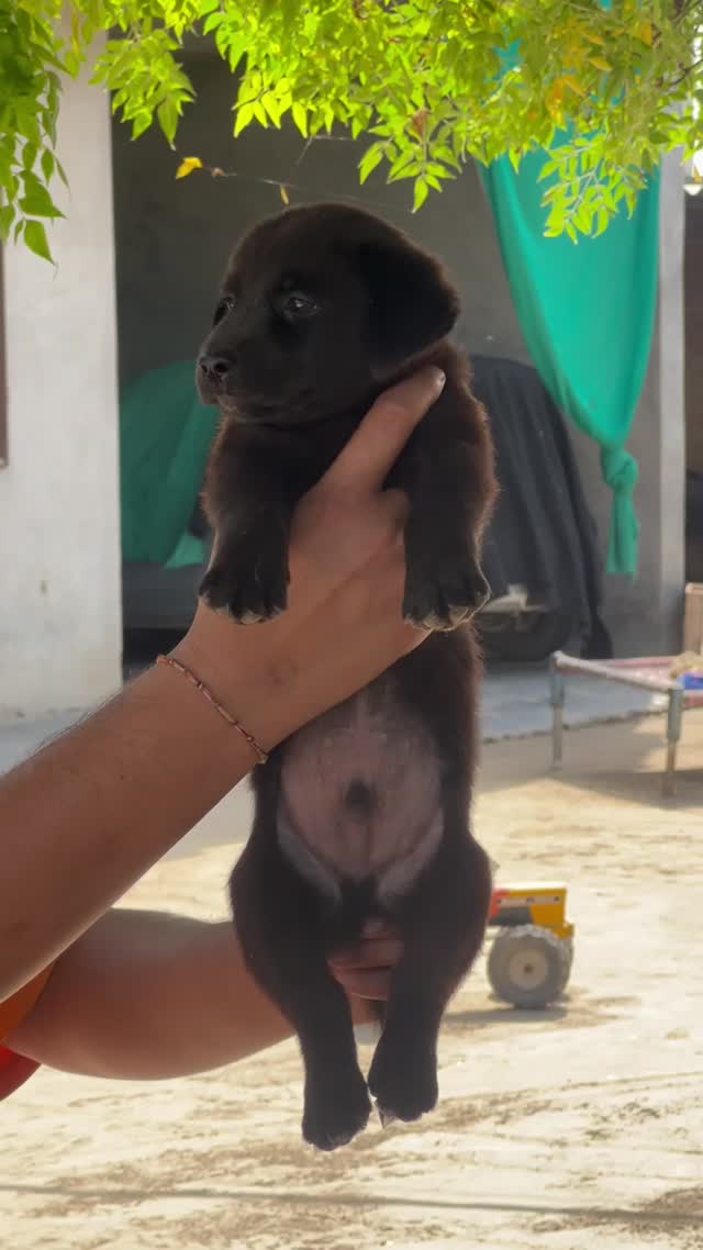 Beagle Black & Tan Puppy, farm video