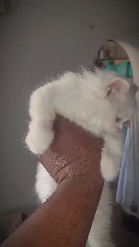 Persian Kitten (Punch Face), farm video