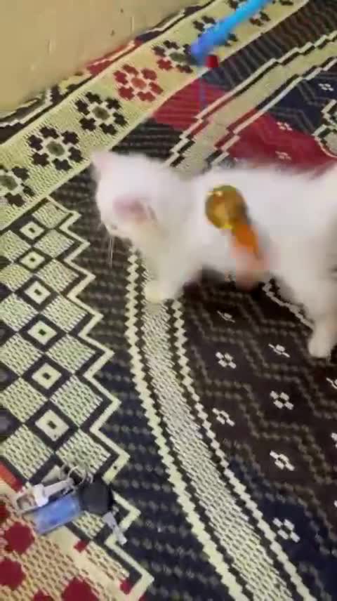 Persian Kitten (Punch Face), farm video
