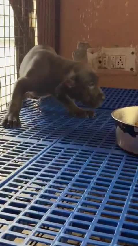 Cane Corso Puppy, farm video