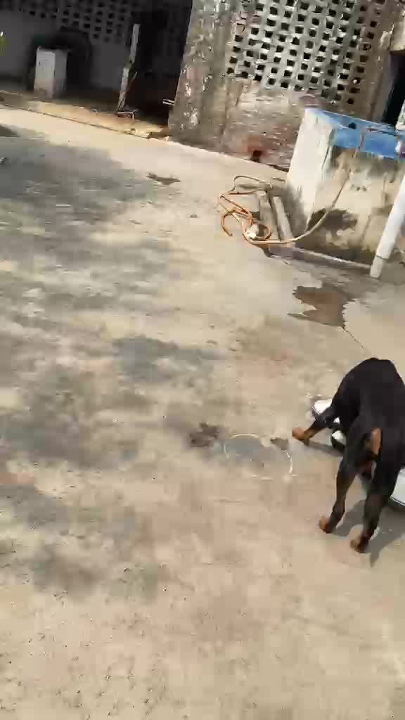 German Shepherd Puppy, farm video