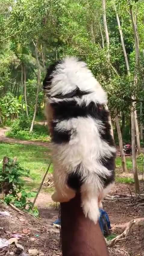 Shih Tzu | Black Color, farm video