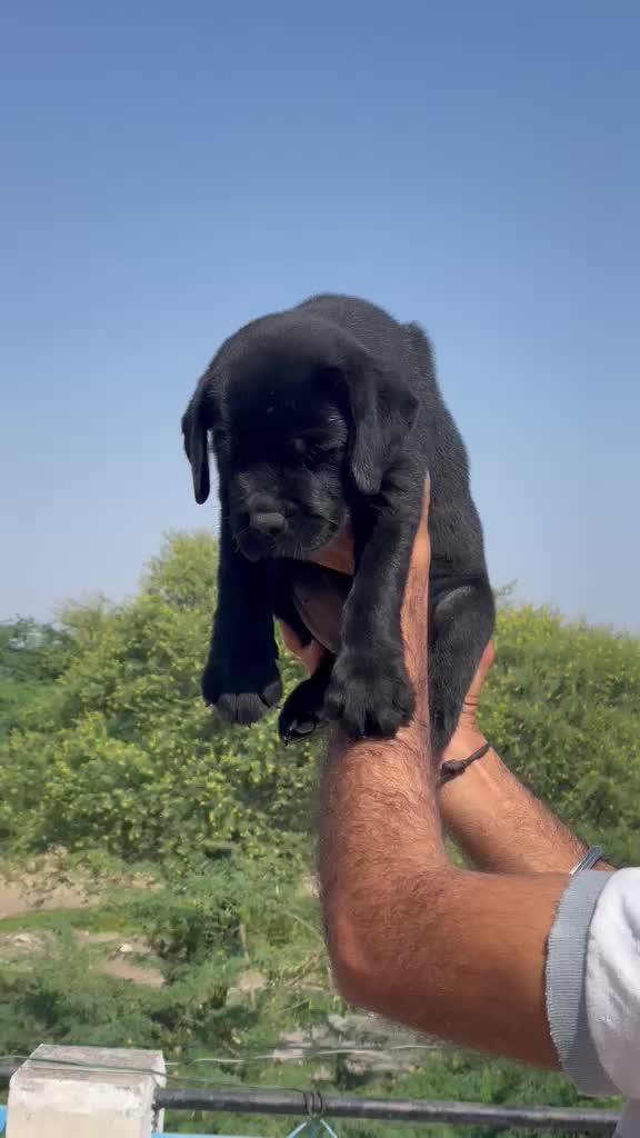 Beagle Black & Tan Puppy, farm video