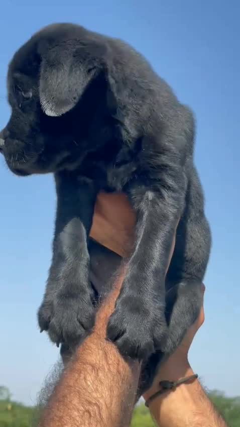Beagle Black & Tan Puppy, farm video